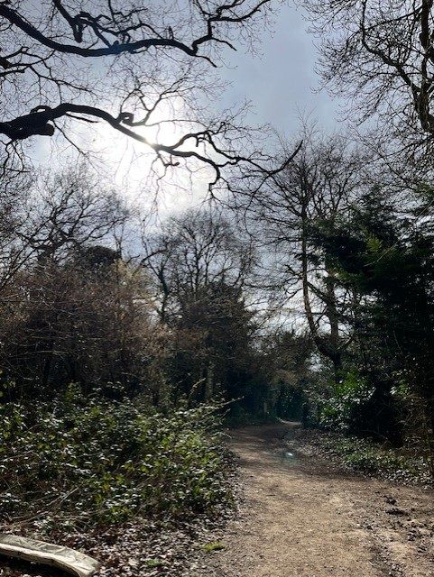 View  of the woodland area